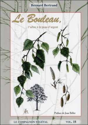 Le Bouleau, l'arbre à la peau d'argent