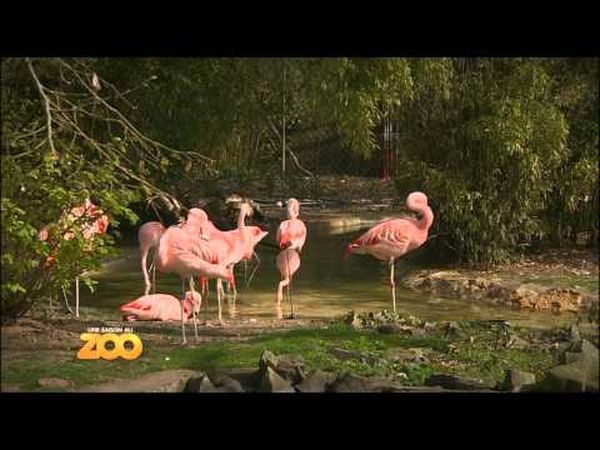 Une Saison au zoo