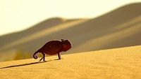 Namib Desert