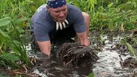 Mud Gator Attacks