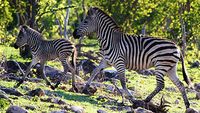 Zebra