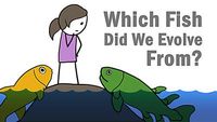 Which Fish Did We Evolve From?