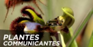 Nature Invisible - Plantes communicantes