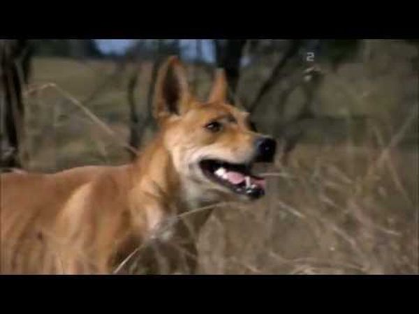 Dingo: Wild Dog at War