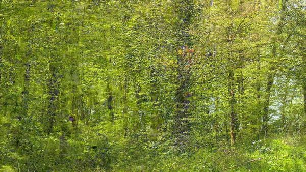 Forêt de Bertranges n°1 — Bois des Montifaut