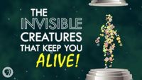 The Invisible Creatures That Keep You Alive!