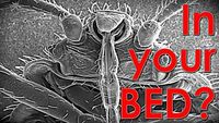Bedbugs. Seriously!?