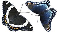 Are These Butterflies The Same?