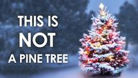 This Is Not A Pine Tree