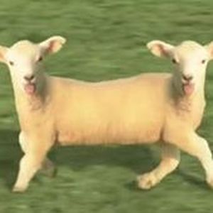 Baaa (Single)