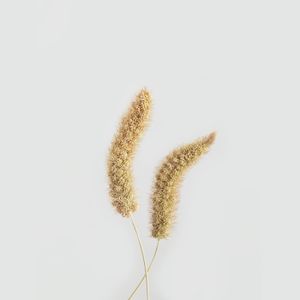 Florence Fennel (Single)
