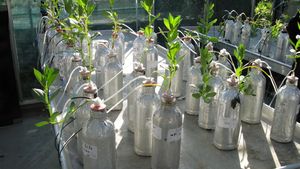 Vers une famine planétaire ?