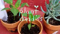 Plant Daddies
