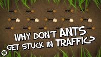 Why Don't Ants Get Stuck In Traffic?