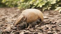 Baby Steps & an Armadillo-ah