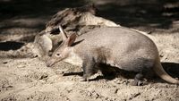 All Eyes on the Baby Aardvark