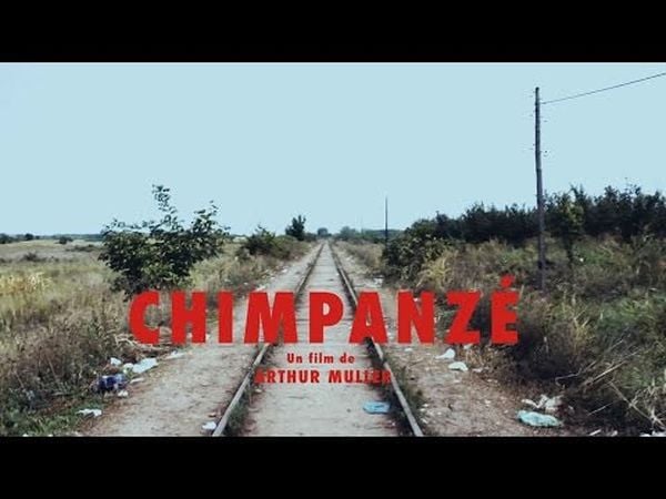 Chimpanzé