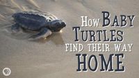 How Baby Turtles Find Their Way Home