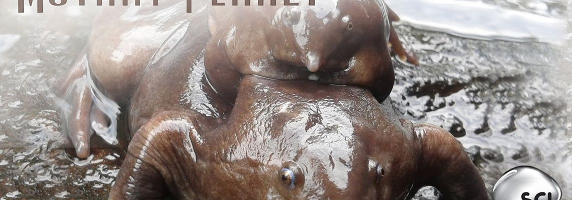 Cover La fabuleuse histoire de l‘évolution