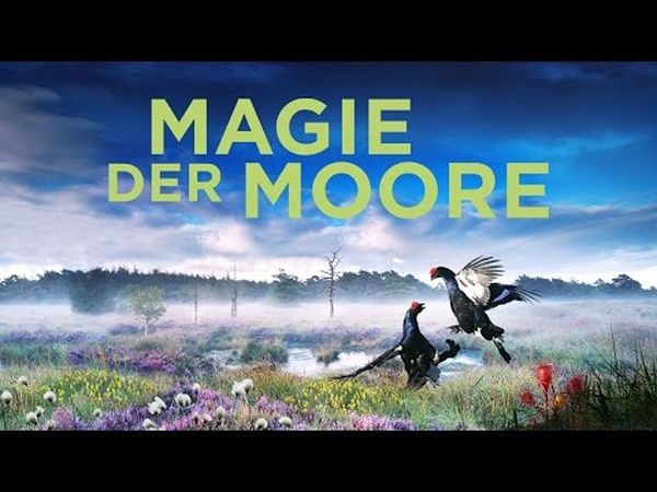 Magie der Moor