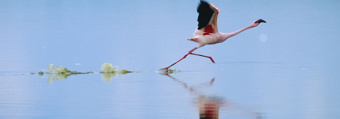 Cover Les Ailes pourpres, le mystère des flamants