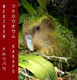 Kakapo, Pt. 2