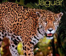 image-https://media.senscritique.com/media/000016518670/0/Lost_Land_of_the_Jaguar.jpg