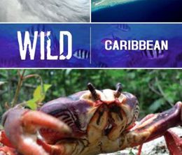 image-https://media.senscritique.com/media/000016518711/0/Wild_Caribbean.jpg