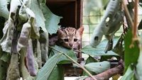 Rarely Seen Cambodian Wildlife