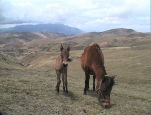 Happy Valley