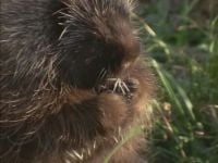 The Prickly Porcupine