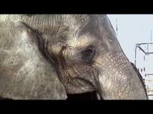 https://media.senscritique.com/media/000016581946/220/tyke_elephant_outlaw.jpg