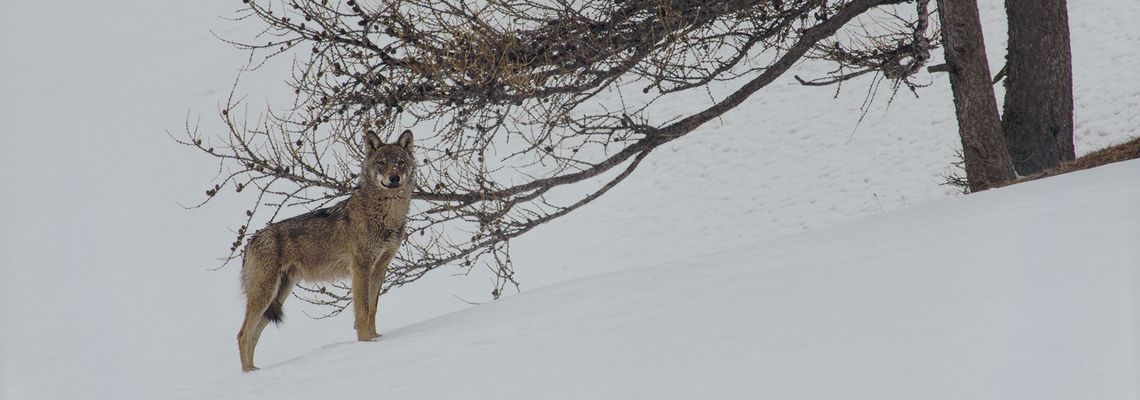 Cover La Vallée des loups