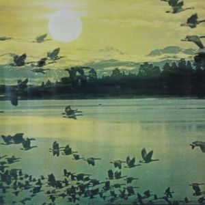 Orange Sunshine (Single)