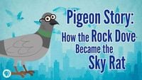 Pigeon Story: How the Rock Dove Became the Sky Rat