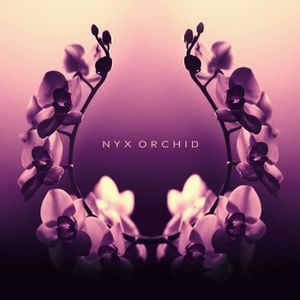 Nyx Orchid