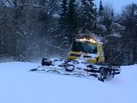 Dans la forêt