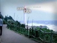 Shark for ever
