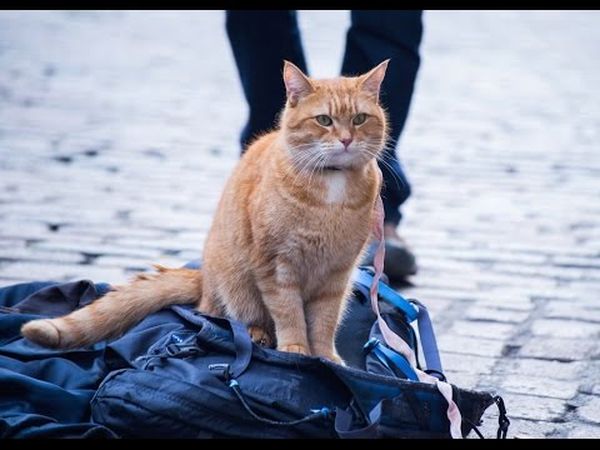 Un chat pour la vie