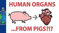 Should We Grow Human Organs In Pigs?
