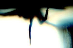 24h (Single)