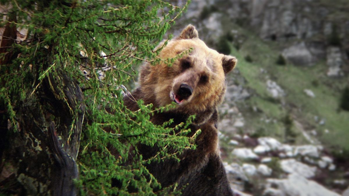 L Ours Film Complet L'Ours - Film (1988) - SensCritique