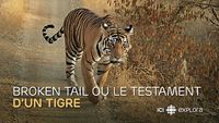 Broken tail ou le testament d'un tigre