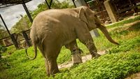 Caring for Cambodian Wildlife