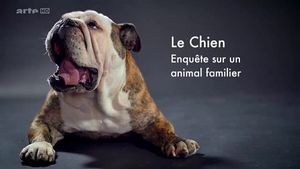 Le Chien : Enquête sur un animal familier