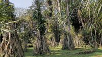 Jardin botanique de Bogor (Indonésie)