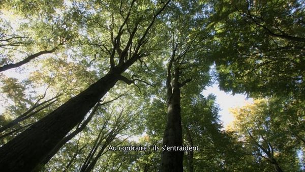 L'Intelligence des arbres