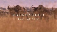 Ngorongoro Born of Fire