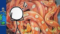 Why Are Snakes So Creepy?
