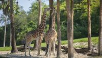 Giraffe and Flamingos: A Tall Order